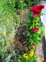 IMG-20190722-WA0070.jpg