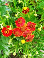 IMG-20190722-WA0069.jpg
