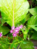 IMG-20190722-WA0061.jpg