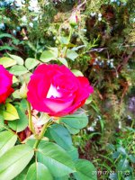 IMG-20190722-WA0060.jpg