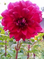 IMG-20190722-WA0128.jpg