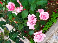IMG-20190722-WA0124.jpg