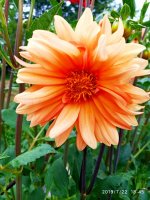 IMG-20190722-WA0121.jpg
