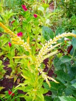 IMG-20190722-WA0114.jpg