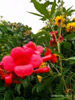 IMG-20190722-WA0112.jpg