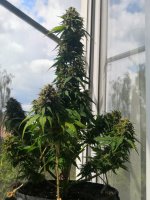 IMG_20190722_120109.jpg