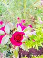 IMG-20190722-WA0108.jpg