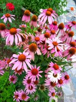 IMG-20190722-WA0106.jpg