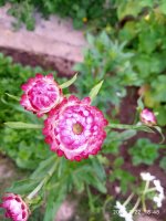 IMG-20190722-WA0105.jpg