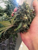 IMG_20190723_111905.jpg