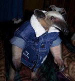 28_ant_eater.jpg