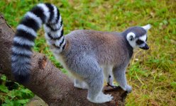 lemur_viglyadit_neobichno1.jpg