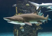 NAQshark.jpg