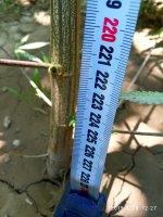 IMG_20190726_122701.jpg