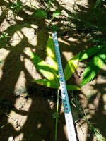 IMG-20190726-WA0003.jpg