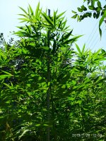 IMG-20190726-WA0001.jpg
