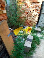 IMG-20190727-WA0005.jpg