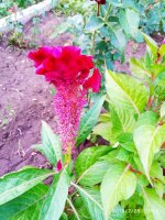 IMG-20190728-WA0013.jpg IMG-20190728-WA0013.jpg