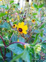 IMG-20190728-WA0011.jpg IMG-20190728-WA0011.jpg