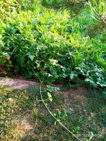 IMG-20190728-WA0009.jpg IMG-20190728-WA0009.jpg