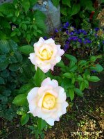 IMG-20190728-WA0000.jpg IMG-20190728-WA0000.jpg
