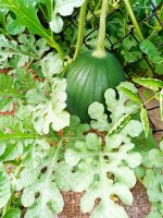 IMG-20190728-WA0001.jpg IMG-20190728-WA0001.jpg