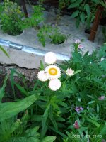 IMG-20190729-WA0009.jpg IMG-20190729-WA0009.jpg