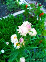 IMG-20190729-WA0008.jpg IMG-20190729-WA0008.jpg