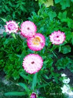 IMG-20190729-WA0006.jpg IMG-20190729-WA0006.jpg