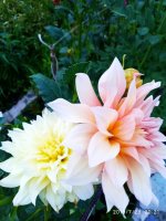 IMG-20190729-WA0002.jpg IMG-20190729-WA0002.jpg