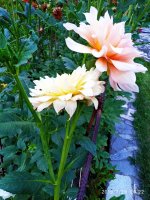 IMG-20190729-WA0003.jpg IMG-20190729-WA0003.jpg