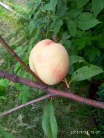 IMG-20190730-WA0017.jpg
