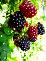 IMG-20190730-WA0014.jpg