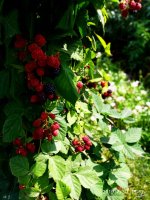 IMG-20190730-WA0010.jpg