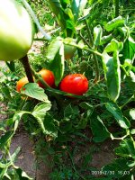 IMG-20190730-WA0024.jpg