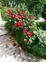 IMG-20190730-WA0005.jpg