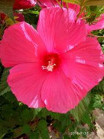 IMG-20190730-WA0000.jpg