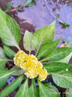 IMG-20190730-WA0038.jpg