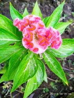 IMG-20190730-WA0037.jpg