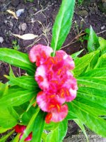IMG-20190730-WA0036.jpg