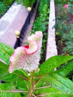 IMG-20190730-WA0035.jpg