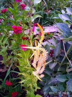 IMG-20190730-WA0034.jpg