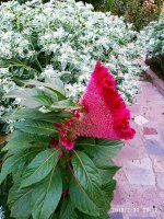 IMG-20190730-WA0033.jpg