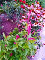 IMG-20190730-WA0032.jpg
