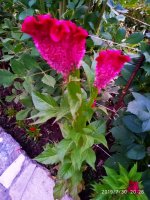 IMG-20190730-WA0029.jpg