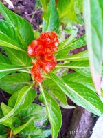 IMG-20190730-WA0028.jpg