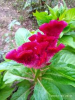 IMG-20190730-WA0026.jpg