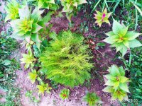 IMG-20190730-WA0046.jpg