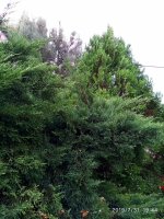 IMG-20190731-WA0004.jpg