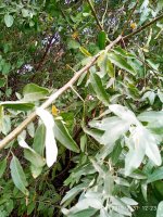 IMG-20190731-WA0009.jpg